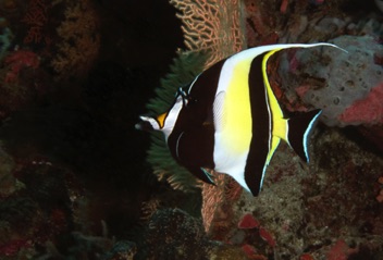 Moorish Idol